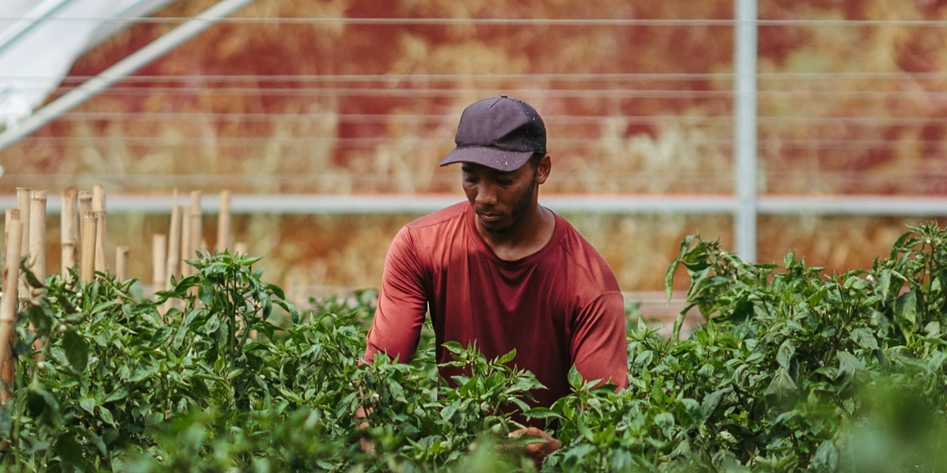 A Higher Focus on Black Urban Agriculture